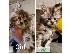 PoulaTo: Το Maine coon Kitten Gccf είναι εγγεγραμμένο